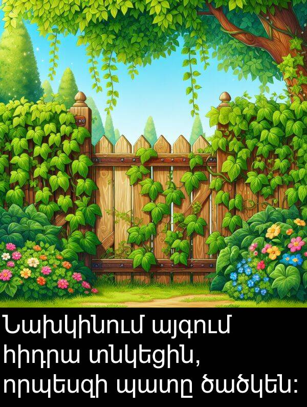 պատը: Նախկինում այգում հիդրա տնկեցին, որպեսզի պատը ծածկեն: