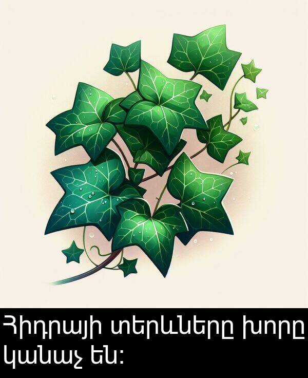 կանաչ: Հիդրայի տերևները խորը կանաչ են։