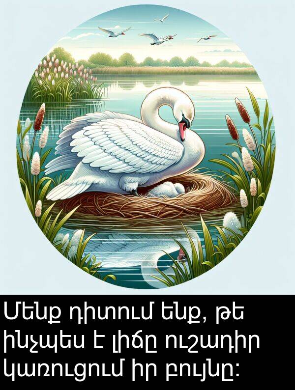 բույնը: Մենք դիտում ենք, թե ինչպես է լիճը ուշադիր կառուցում իր բույնը: