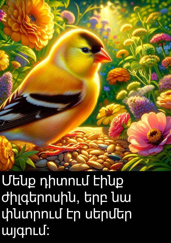 էինք: Մենք դիտում էինք ժիլգերոսին, երբ նա փնտրում էր սերմեր այգում: