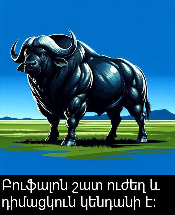 ուժեղ: Բուֆալոն շատ ուժեղ և դիմացկուն կենդանի է: