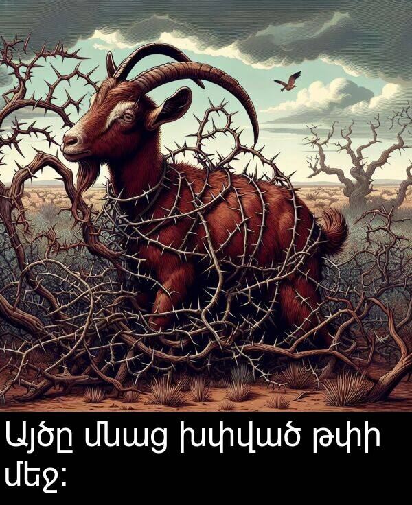 թփի: Այծը մնաց խփված թփի մեջ։