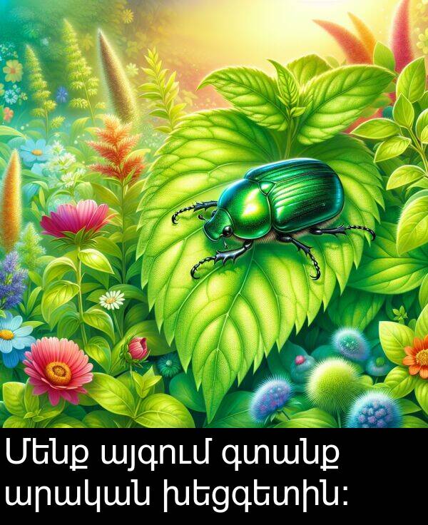 գտանք: Մենք այգում գտանք արական խեցգետին: