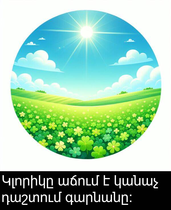 կանաչ: Կլորիկը աճում է կանաչ դաշտում գարնանը: