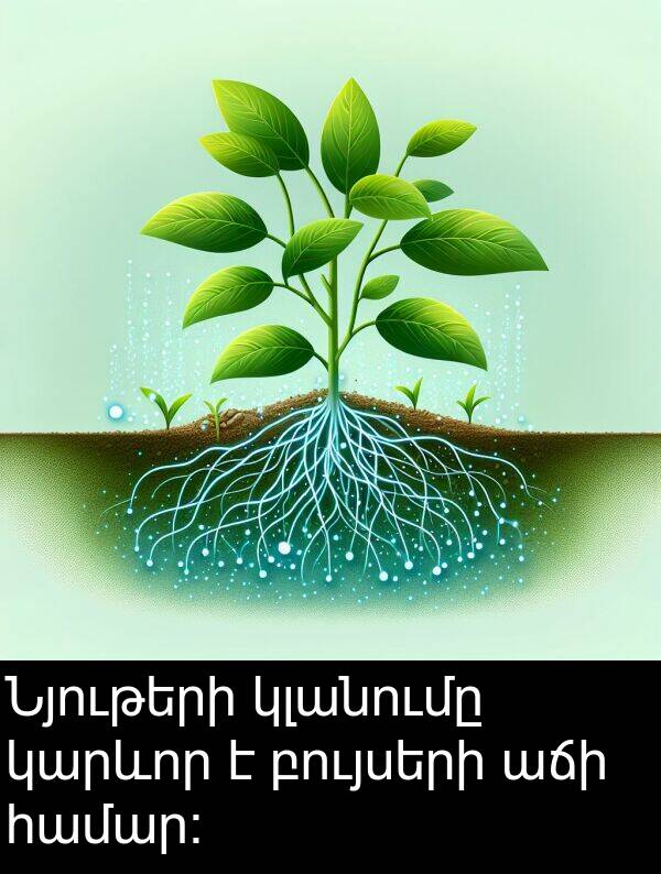 բույսերի: Նյութերի կլանումը կարևոր է բույսերի աճի համար։