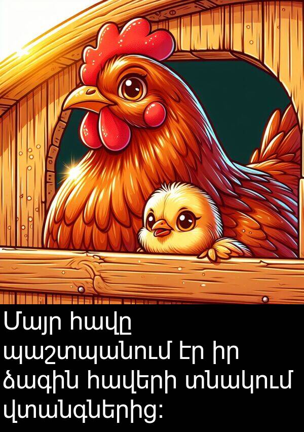ձագին: Մայր հավը պաշտպանում էր իր ձագին հավերի տնակում վտանգներից:
