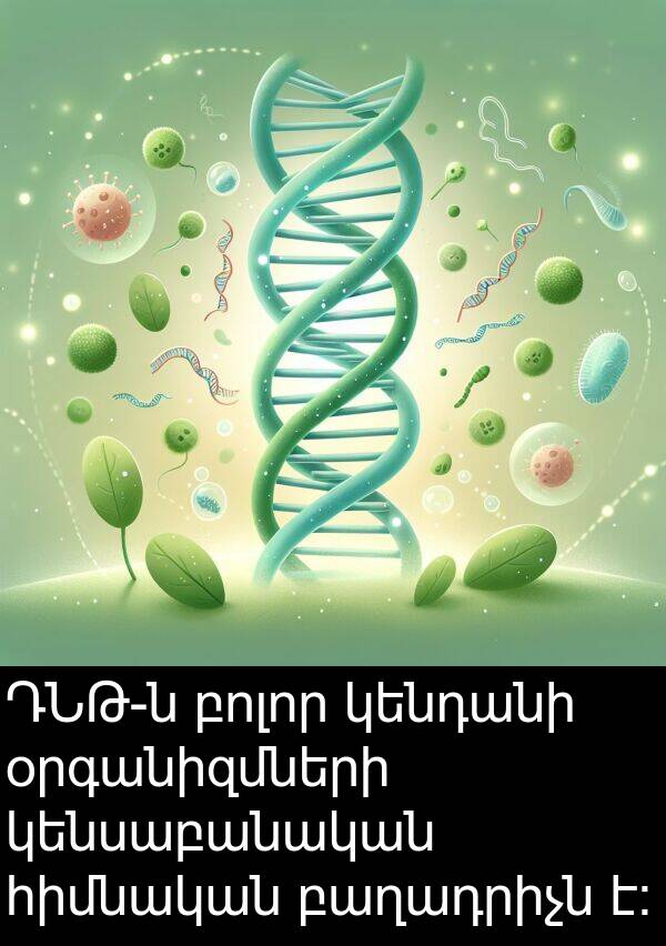 բոլոր: ԴՆԹ-ն բոլոր կենդանի օրգանիզմների կենսաբանական հիմնական բաղադրիչն է։