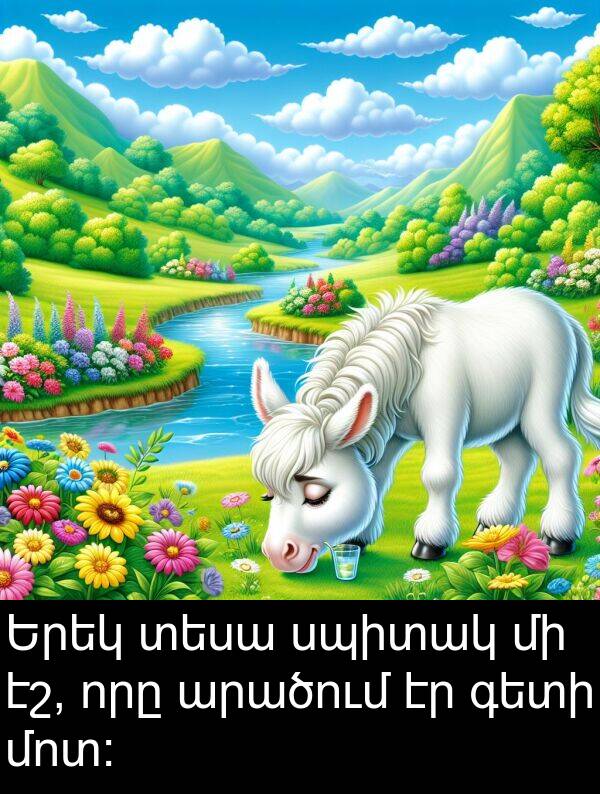 արածում: Երեկ տեսա սպիտակ մի էշ, որը արածում էր գետի մոտ: