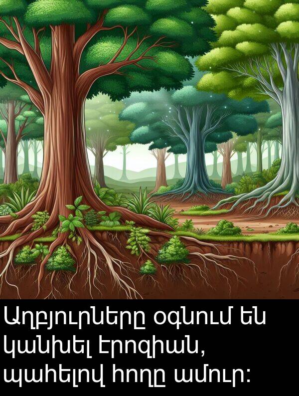 կանխել: Աղբյուրները օգնում են կանխել էրոզիան, պահելով հողը ամուր։