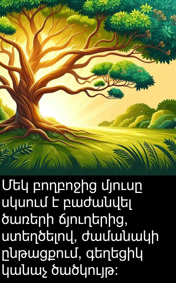 բողբոջից: Մեկ բողբոջից մյուսը սկսում է բաժանվել ծառերի ճյուղերից, ստեղծելով, ժամանակի ընթացքում, գեղեցիկ կանաչ ծածկույթ։