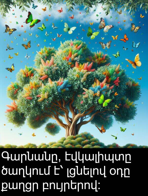 բույրերով: Գարնանը, էվկալիպտը ծաղկում է՝ լցնելով օդը քաղցր բույրերով: