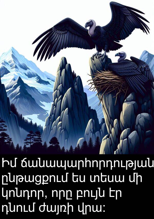 բույն: Իմ ճանապարհորդության ընթացքում ես տեսա մի կոնդոր, որը բույն էր դնում ժայռի վրա: