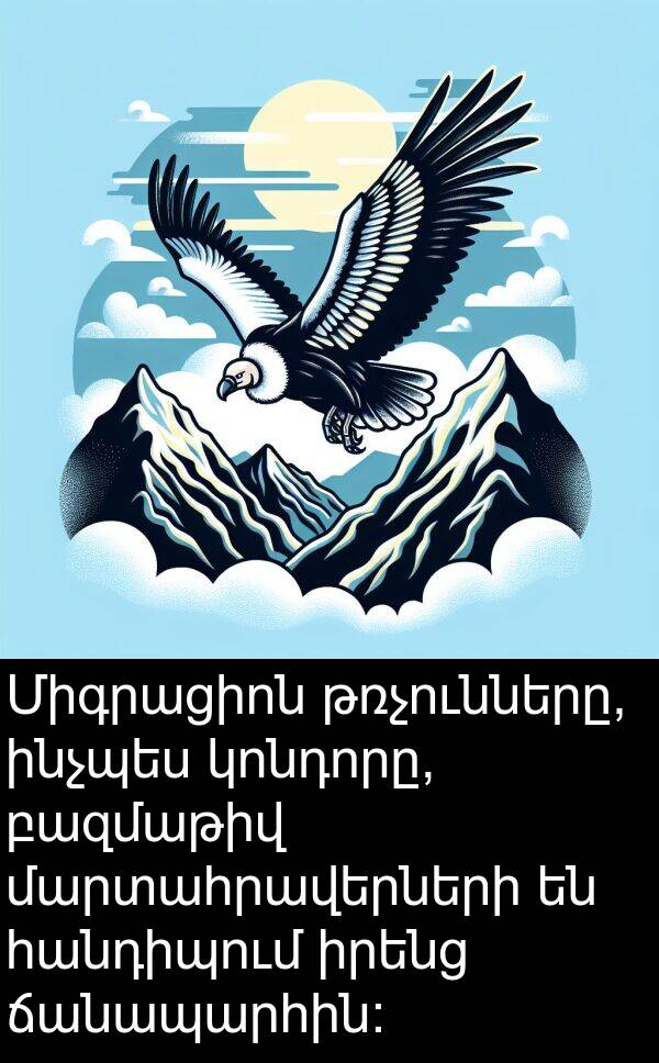 կոնդորը: Միգրացիոն թռչունները, ինչպես կոնդորը, բազմաթիվ մարտահրավերների են հանդիպում իրենց ճանապարհին: