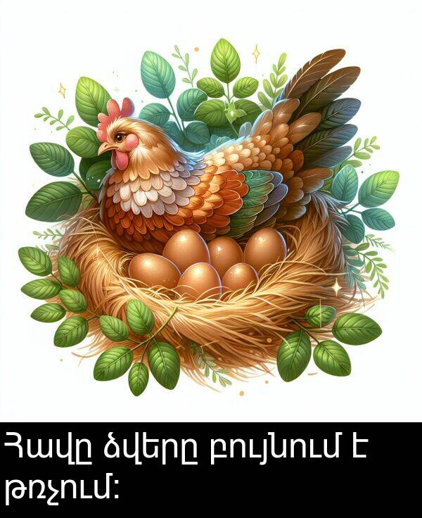 բույնում: Հավը ձվերը բույնում է թռչում։