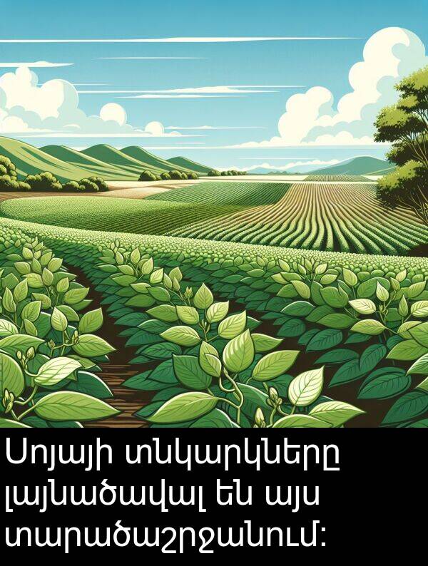 լայնածավալ: Սոյայի տնկարկները լայնածավալ են այս տարածաշրջանում։