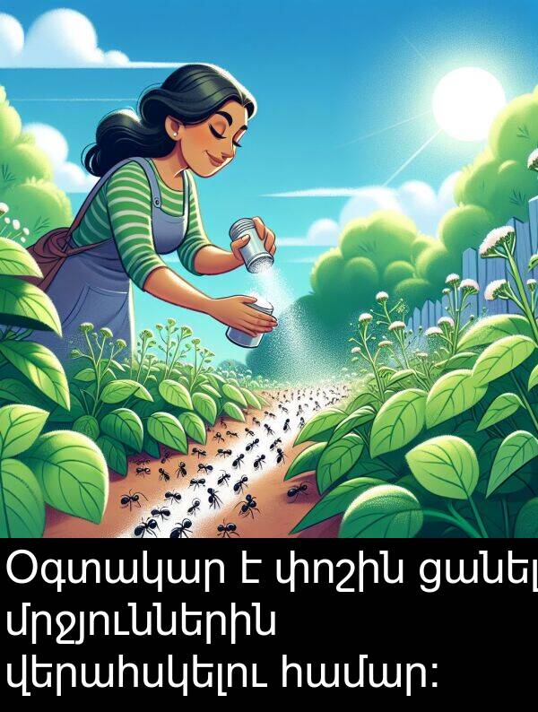 վերահսկելու: Օգտակար է փոշին ցանել մրջյուններին վերահսկելու համար։