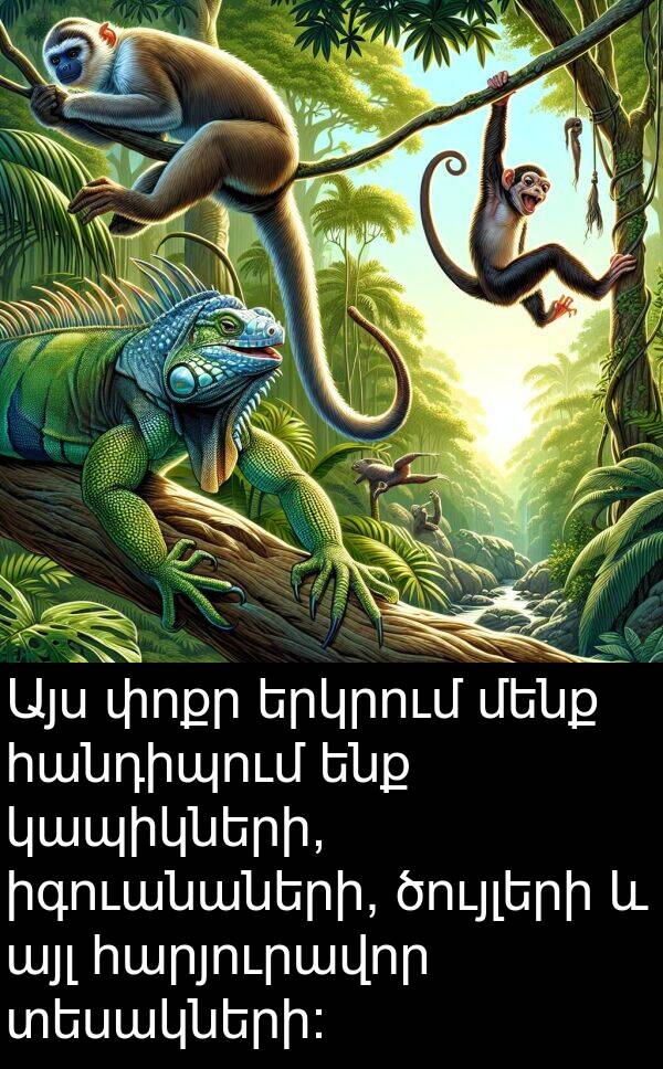 այլ: Այս փոքր երկրում մենք հանդիպում ենք կապիկների, իգուանաների, ծույլերի և այլ հարյուրավոր տեսակների: