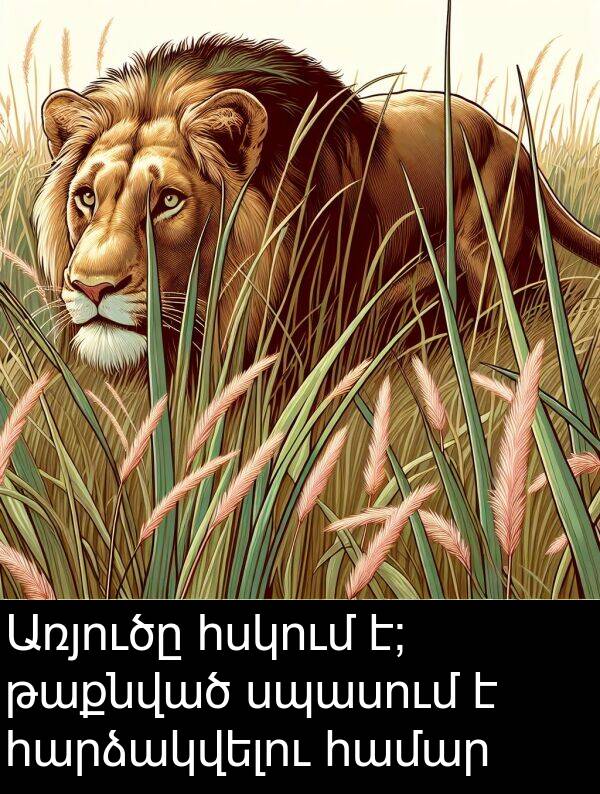հարձակվելու: Առյուծը հսկում է; թաքնված սպասում է հարձակվելու համար