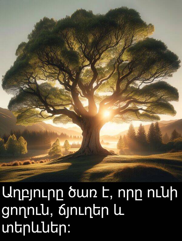ցողուն: Աղբյուրը ծառ է, որը ունի ցողուն, ճյուղեր և տերևներ: