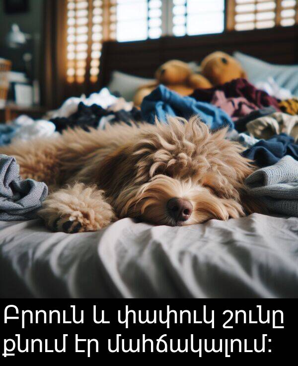 քնում: Բրոուն և փափուկ շունը քնում էր մահճակալում։