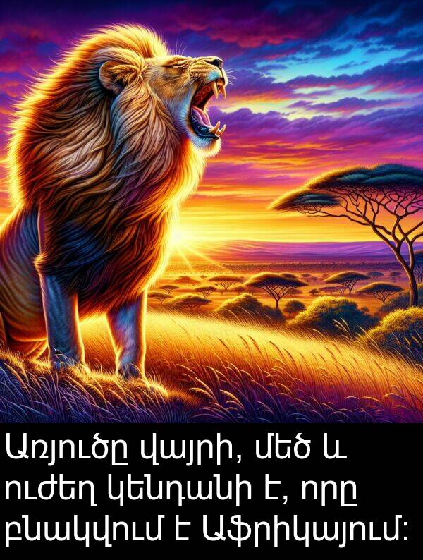 բնակվում: Առյուծը վայրի, մեծ և ուժեղ կենդանի է, որը բնակվում է Աֆրիկայում: