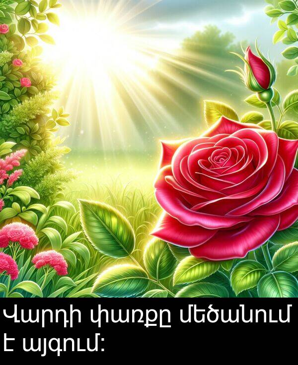 փառքը: Վարդի փառքը մեծանում է այգում։