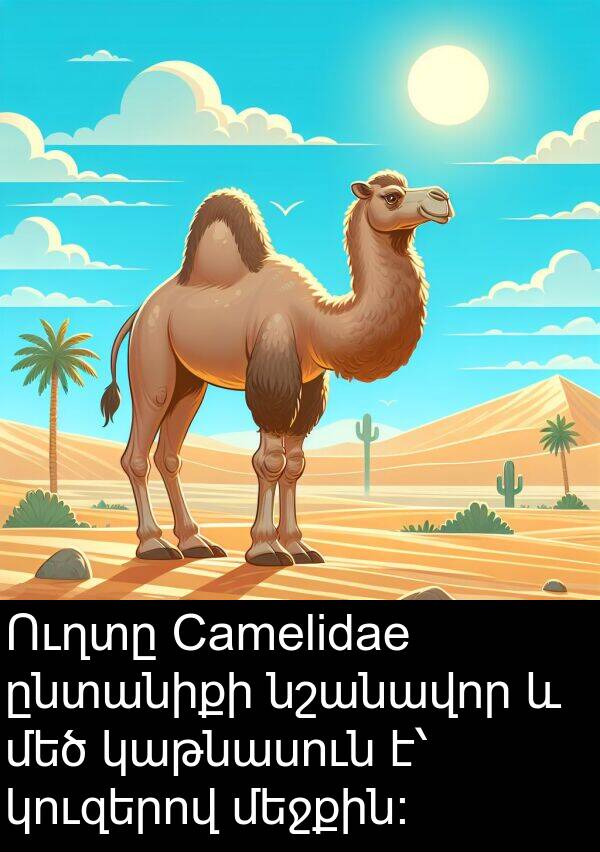 ընտանիքի: Ուղտը Camelidae ընտանիքի նշանավոր և մեծ կաթնասուն է՝ կուզերով մեջքին։