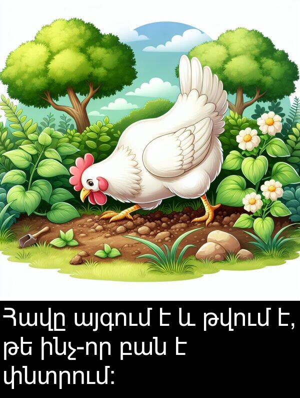 թվում: Հավը այգում է և թվում է, թե ինչ-որ բան է փնտրում: