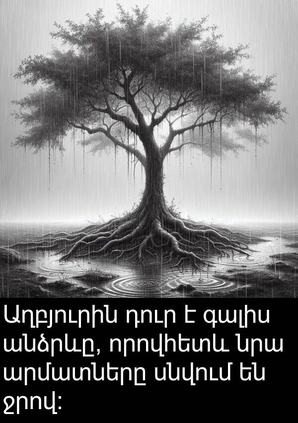 գալիս: Աղբյուրին դուր է գալիս անձրևը, որովհետև նրա արմատները սնվում են ջրով: