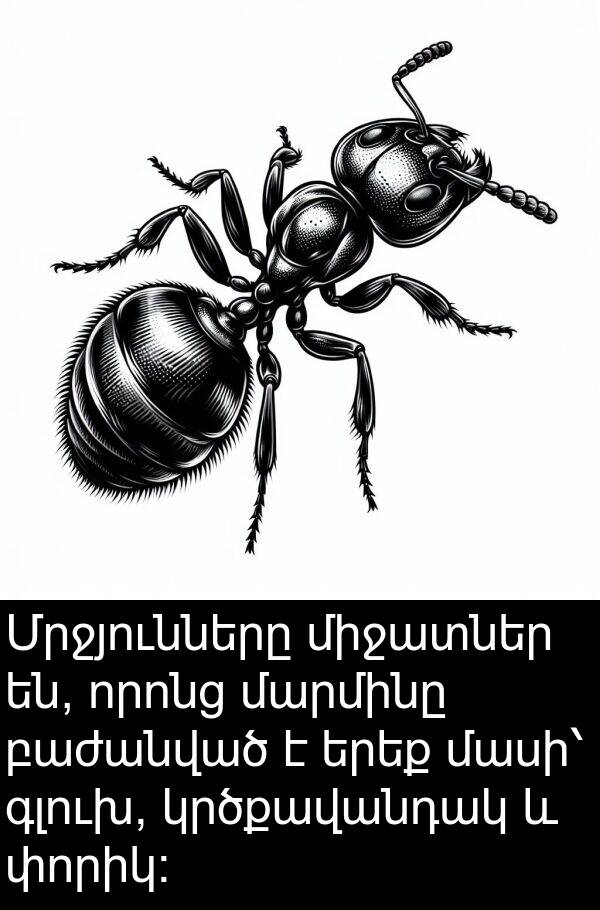 փորիկ: Մրջյունները միջատներ են, որոնց մարմինը բաժանված է երեք մասի՝ գլուխ, կրծքավանդակ և փորիկ: