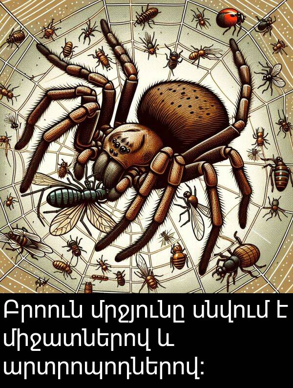 սնվում: Բրոուն մրջյունը սնվում է միջատներով և արտրոպոդներով: