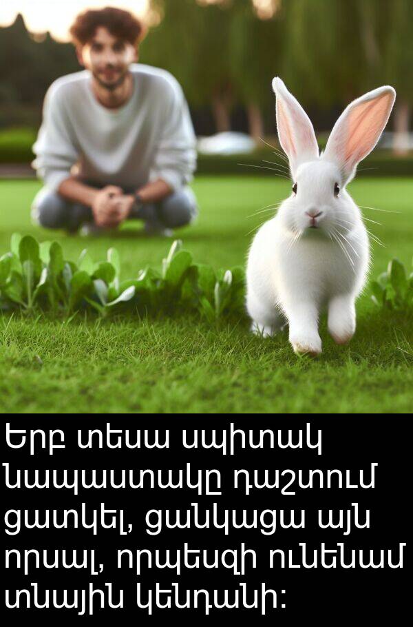 ցատկել: Երբ տեսա սպիտակ նապաստակը դաշտում ցատկել, ցանկացա այն որսալ, որպեսզի ունենամ տնային կենդանի: