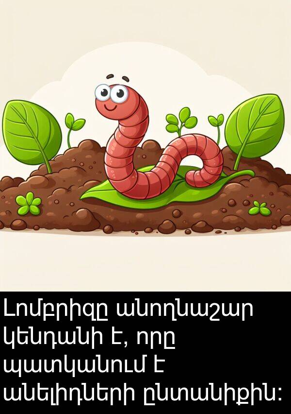 ընտանիքին: Լոմբրիզը անողնաշար կենդանի է, որը պատկանում է անելիդների ընտանիքին:
