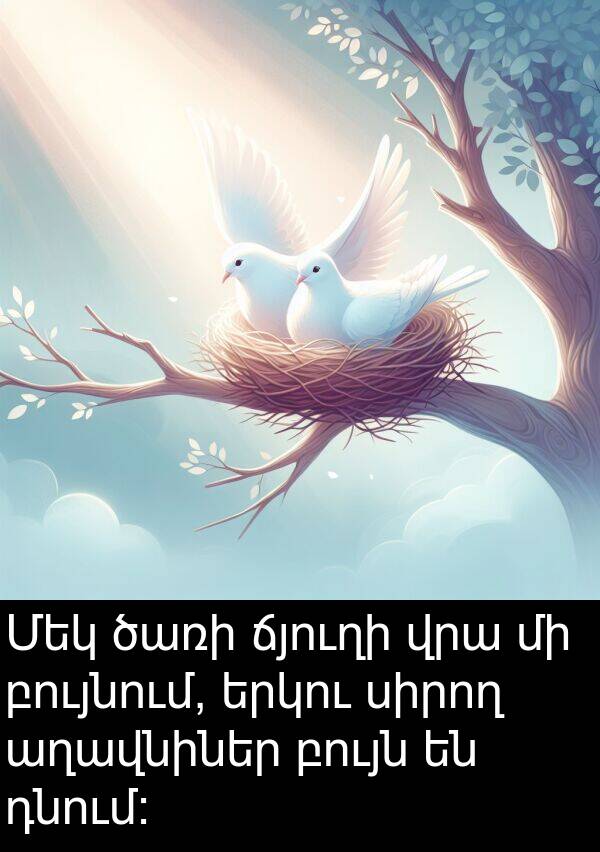 բույն: Մեկ ծառի ճյուղի վրա մի բույնում, երկու սիրող աղավնիներ բույն են դնում։