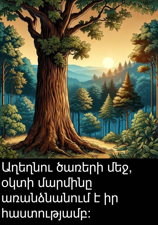 օկտի: Աղեղնու ծառերի մեջ, օկտի մարմինը առանձնանում է իր հաստությամբ:
