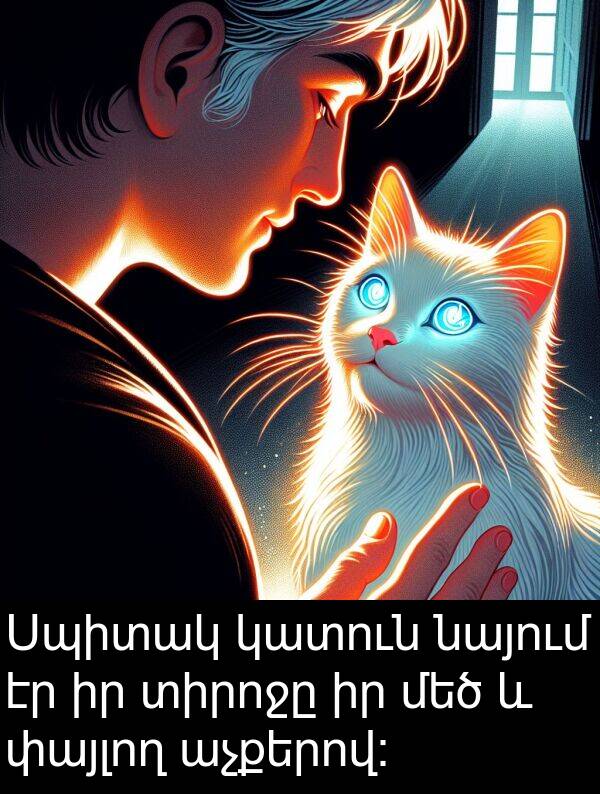 փայլող: Սպիտակ կատուն նայում էր իր տիրոջը իր մեծ և փայլող աչքերով: