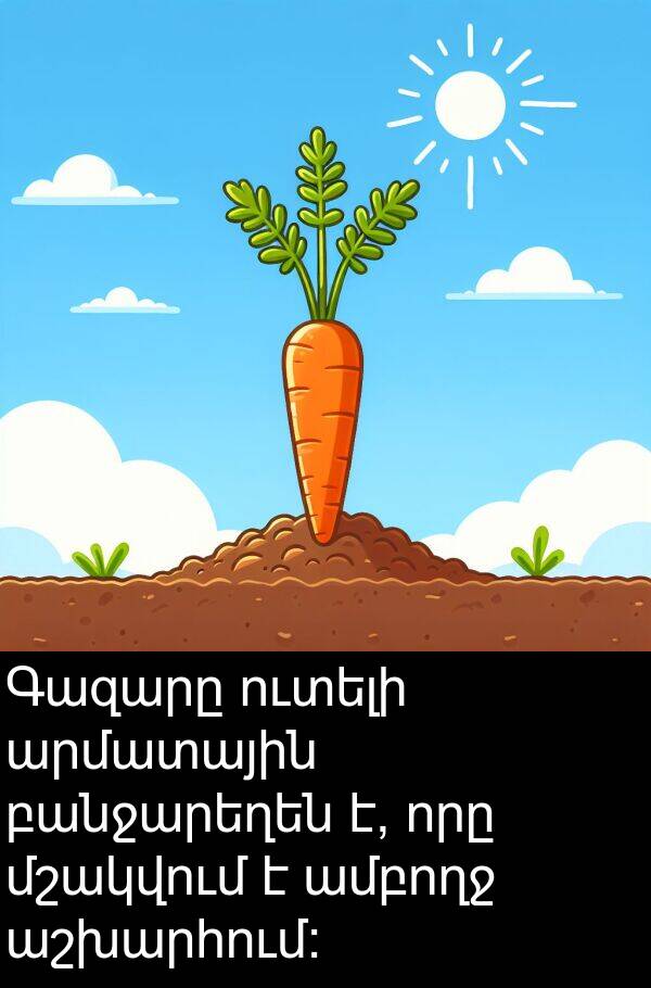 բանջարեղեն: Գազարը ուտելի արմատային բանջարեղեն է, որը մշակվում է ամբողջ աշխարհում:
