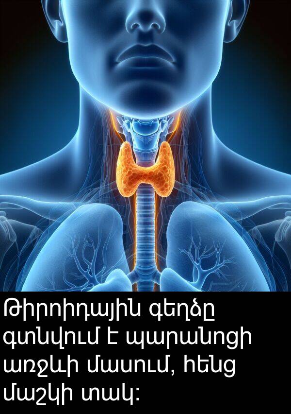 գտնվում: Թիրոիդային գեղձը գտնվում է պարանոցի առջևի մասում, հենց մաշկի տակ: