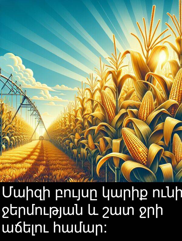 բույսը: Մաիզի բույսը կարիք ունի ջերմության և շատ ջրի աճելու համար:
