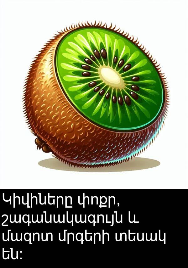 մազոտ: Կիվիները փոքր, շագանակագույն և մազոտ մրգերի տեսակ են: