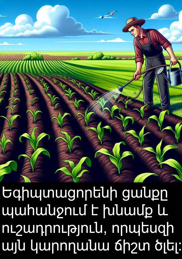 ծլել: Եգիպտացորենի ցանքը պահանջում է խնամք և ուշադրություն, որպեսզի այն կարողանա ճիշտ ծլել: