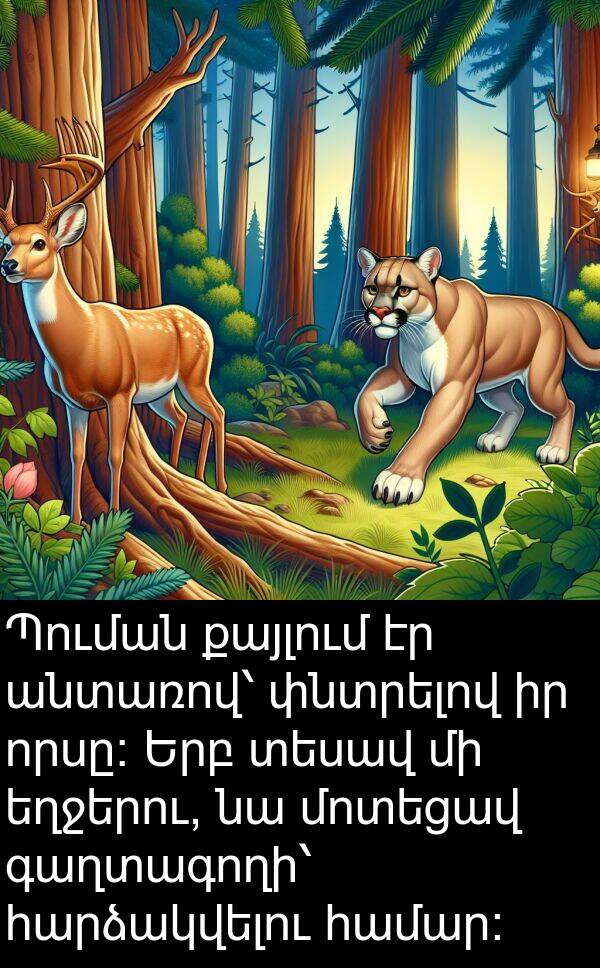 հարձակվելու: Պուման քայլում էր անտառով՝ փնտրելով իր որսը։ Երբ տեսավ մի եղջերու, նա մոտեցավ գաղտագողի՝ հարձակվելու համար։