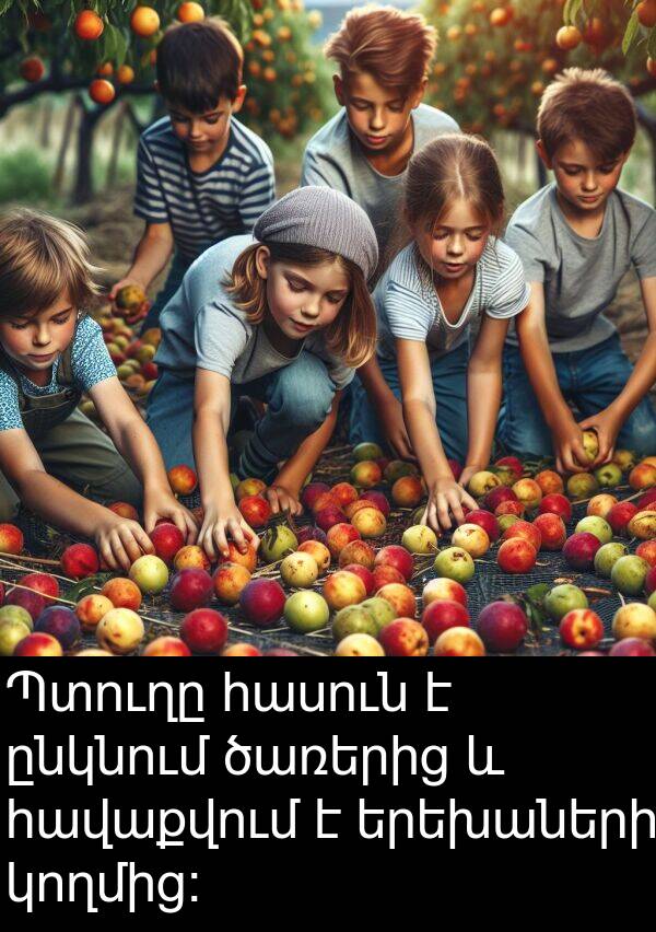 ծառերից: Պտուղը հասուն է ընկնում ծառերից և հավաքվում է երեխաների կողմից։
