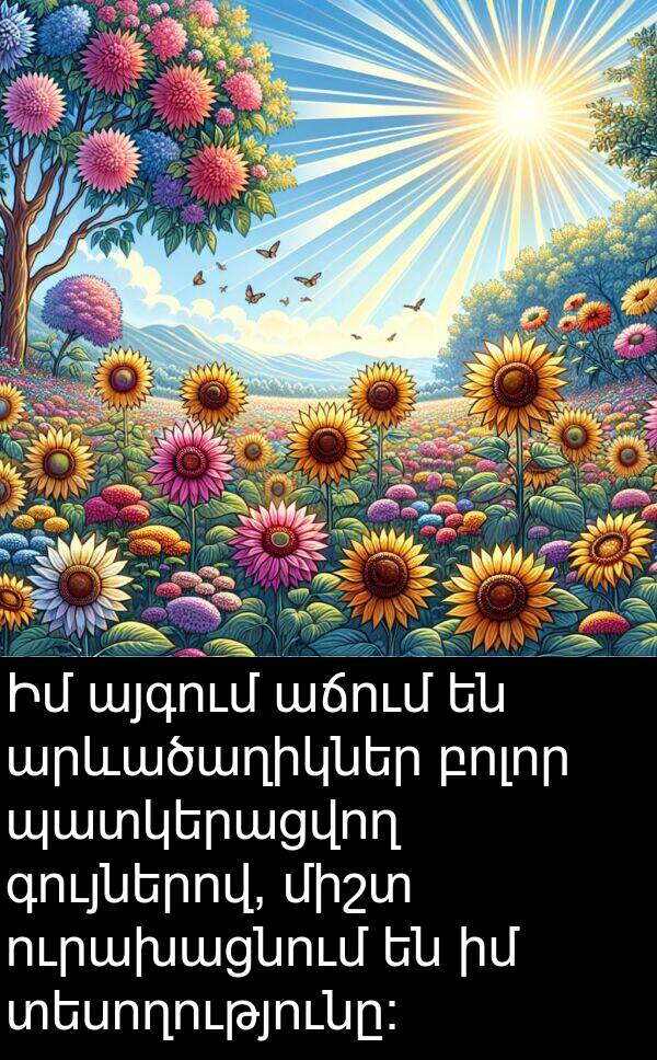 գույներով: Իմ այգում աճում են արևածաղիկներ բոլոր պատկերացվող գույներով, միշտ ուրախացնում են իմ տեսողությունը։
