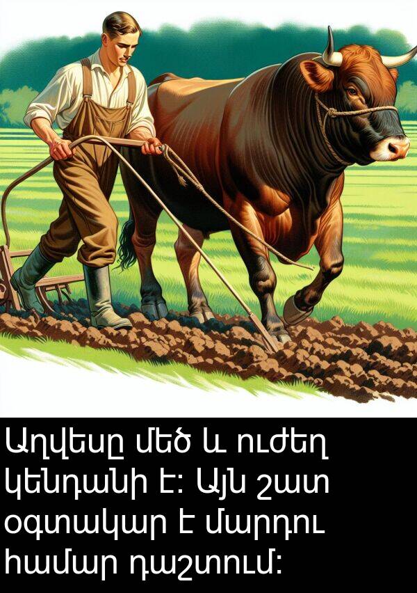 օգտակար: Աղվեսը մեծ և ուժեղ կենդանի է։ Այն շատ օգտակար է մարդու համար դաշտում։