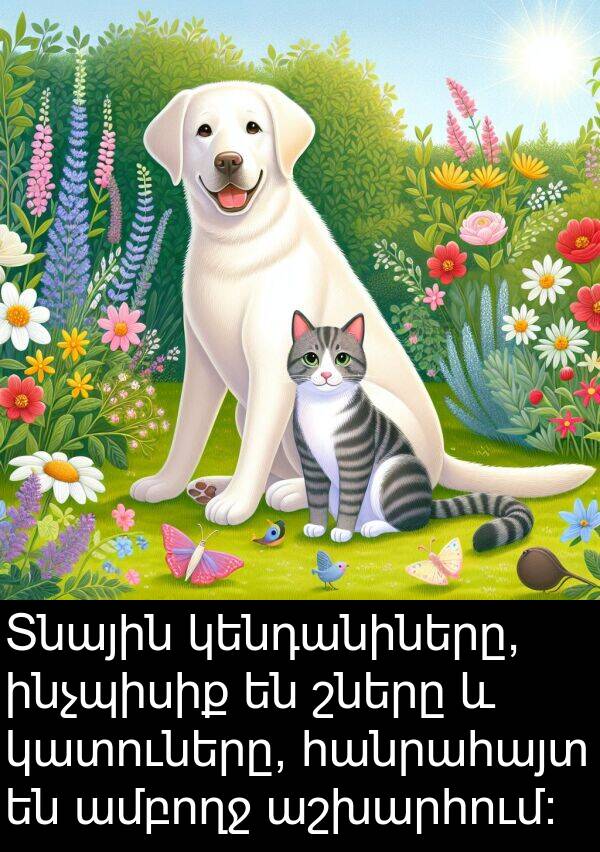 շները: Տնային կենդանիները, ինչպիսիք են շները և կատուները, հանրահայտ են ամբողջ աշխարհում:
