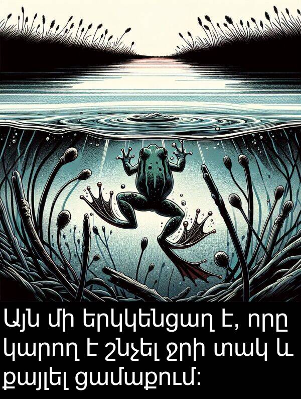 քայլել: Այն մի երկկենցաղ է, որը կարող է շնչել ջրի տակ և քայլել ցամաքում: