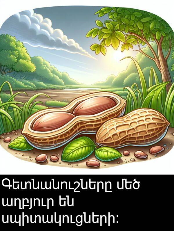 աղբյուր: Գետնանուշները մեծ աղբյուր են սպիտակուցների։