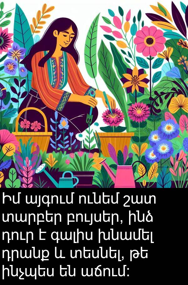 դրանք: Իմ այգում ունեմ շատ տարբեր բույսեր, ինձ դուր է գալիս խնամել դրանք և տեսնել, թե ինչպես են աճում: