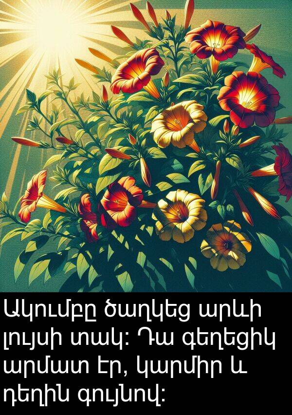 գույնով: Ակումբը ծաղկեց արևի լույսի տակ: Դա գեղեցիկ արմատ էր, կարմիր և դեղին գույնով:
